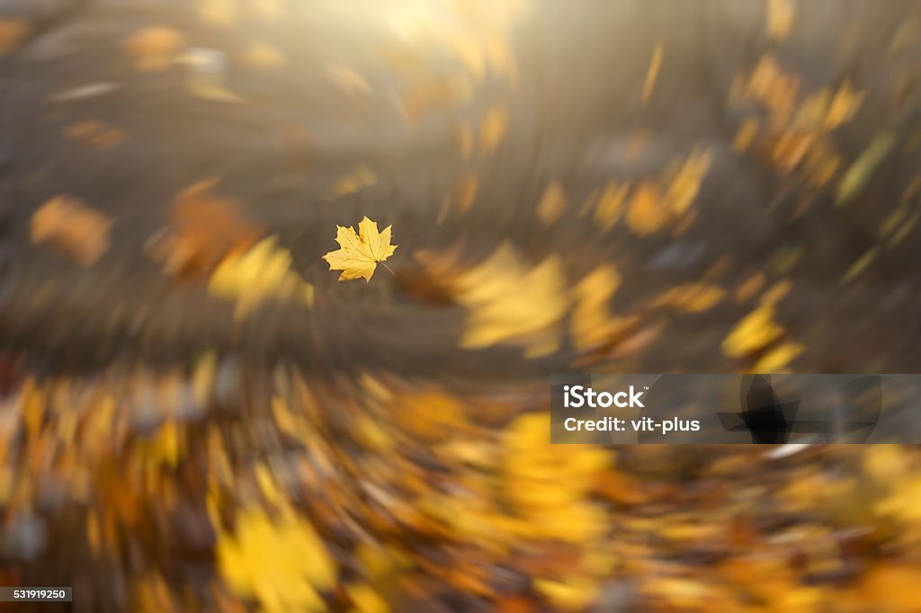 Strong wind blowing yellow maple leaves Strong wind blowing yellow maple leaves. Spiral blur tornado effect with focus on a single maple leaf. Fresh forest autumn season background Wind Stock Photo