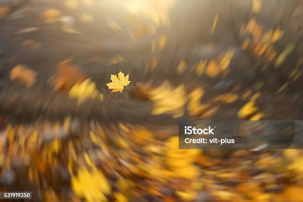 Strong Wind Blowing Yellow Maple Leaves Stock Photo - Download Image Now - Wind, Leaf, Tree