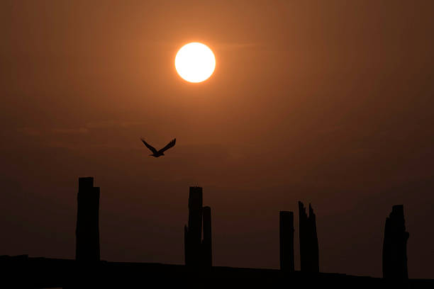 istock Free bird flying to the sun 531919376