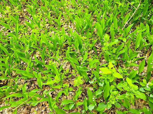 istock lilies of the valley in a forest 531920020
