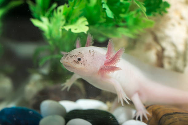 axolotl in aquarium stock photo