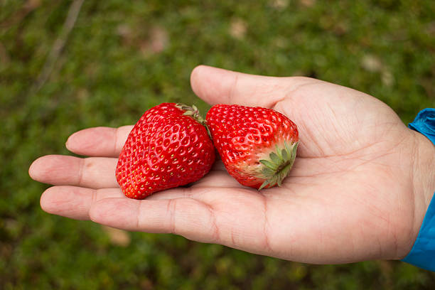 istock Big red strawberries on the palm 531921078