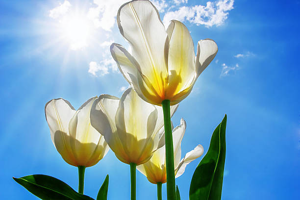 istock white tulips against a blue sky 531921542