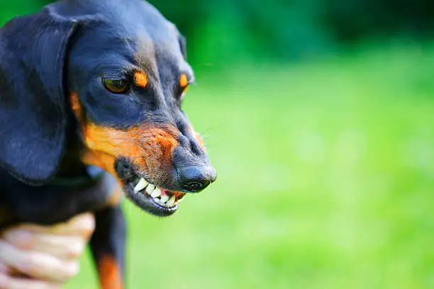 Photo of Aggressive black smooth-haired dachshund bared its teeth