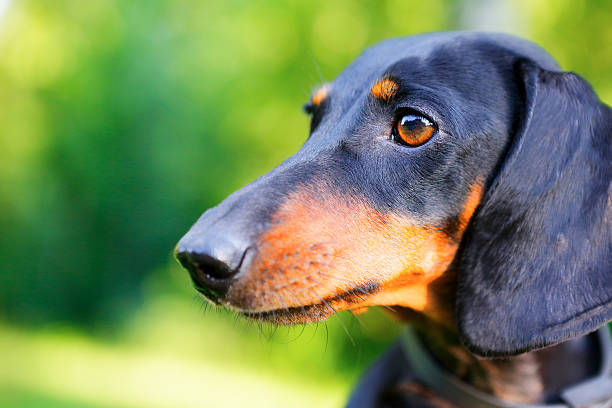 istock Black and red dachshund portrait closeup 531922420
