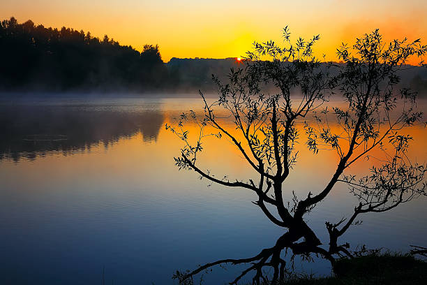 istock Lonely tree growing in a pond at sunrise 531923020
