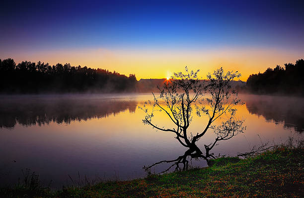 istock Lonely tree growing in a pond at sunrise 531923056