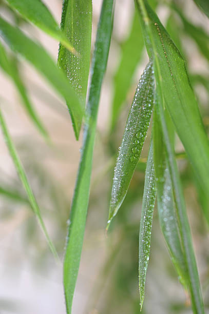 istock Green bamboo leaves with waterdrops 531923330