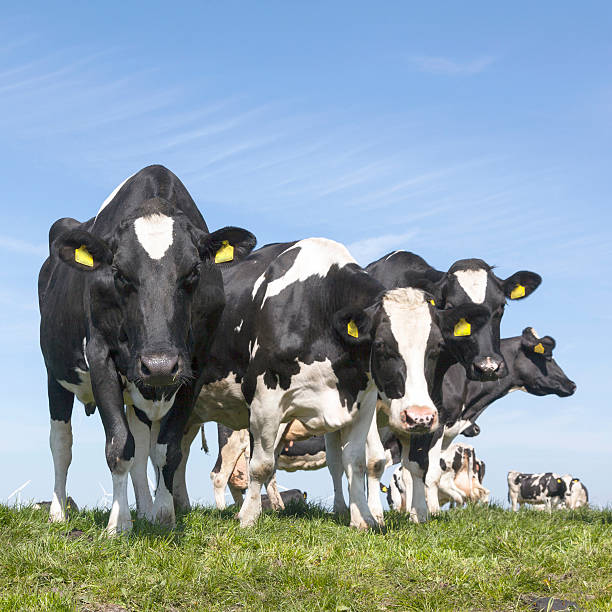 istock black and white cows stare in green grassy meadow 531923600