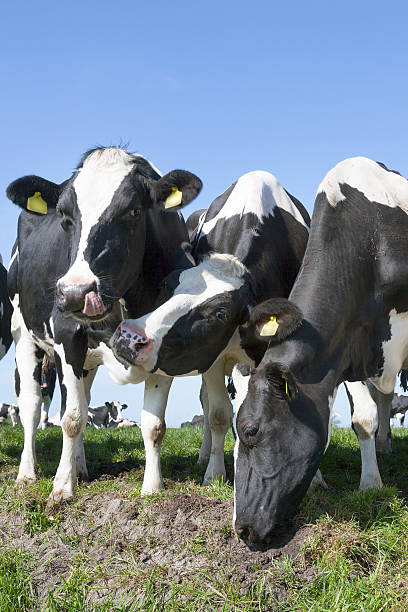istock black and white cows look in sunny dutch green meadow 531924186