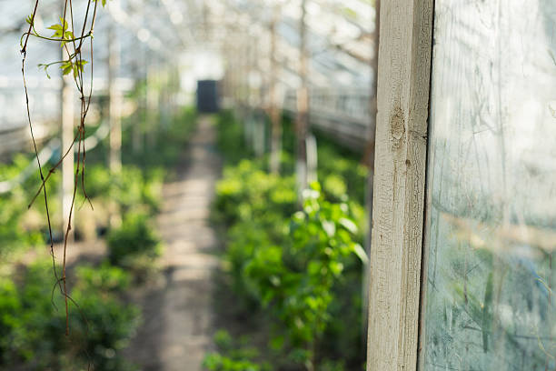Growing plants in the old greenhouse.
