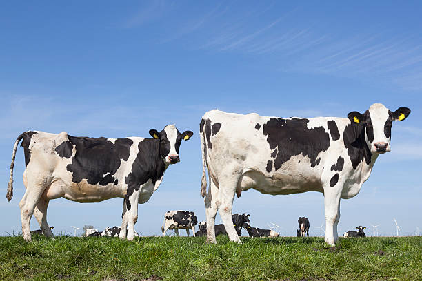 istock black and white cows in sunny dutch green meadow 531924456