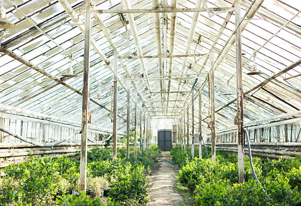 istock Growing plants in the old greenhouse. 531924466