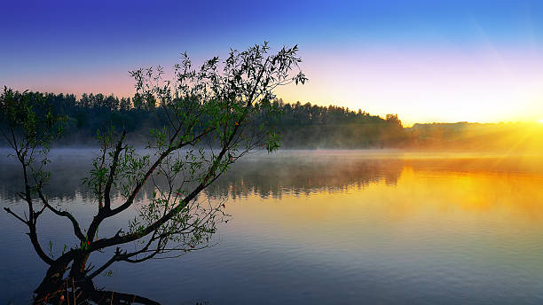 istock Lonely tree growing in a pond at sunrise 531924564