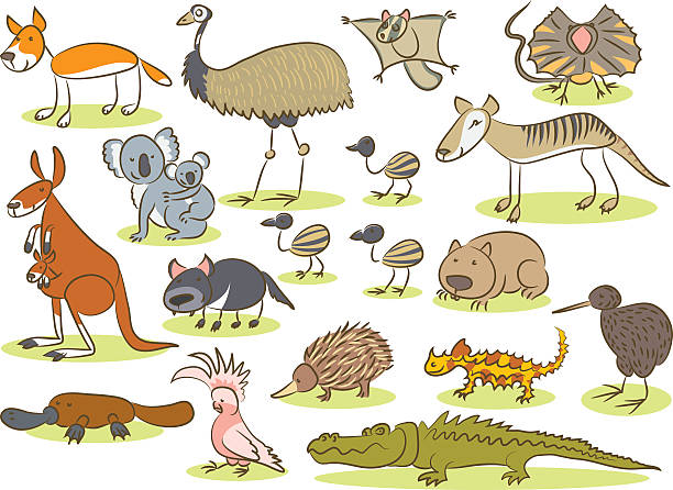 ilustrações de stock, clip art, desenhos animados e ícones de austrália animais, desenho de criança - wombat animal mammal marsupial