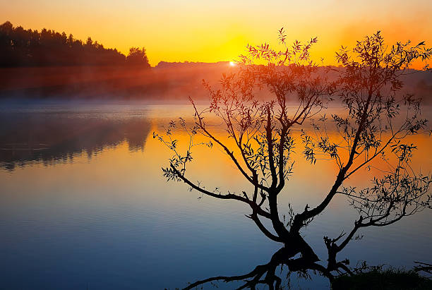 istock Lonely tree growing in a pond at sunrise 531924604