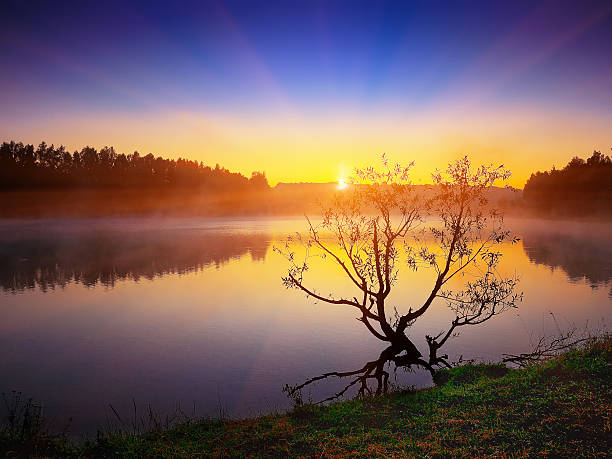 istock Lonely tree growing in a pond at sunrise 531924634