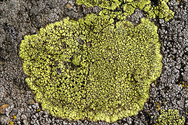 istock Lichens are symbiotic fungi and algae. 531925330
