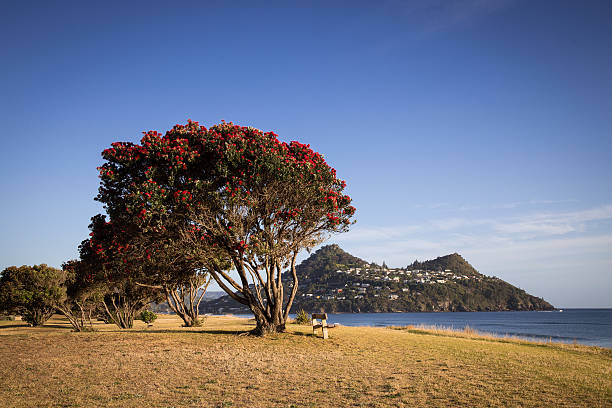 istock Pohutukawa and Mount Paku, Pauanui 531925493
