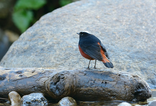 beautiful White-capped Water Redstart (Chaimarrornis leucocephalus) in Thai forest