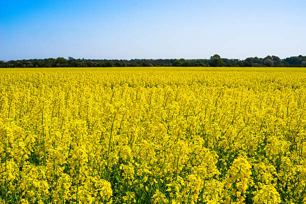 istock Colorful yellow rapeseed field 531925564