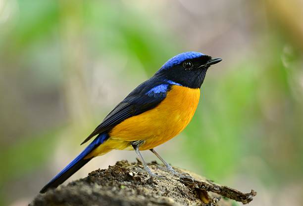 istock male Rufous-bellied Niltava (Niltava sundara) 531925641
