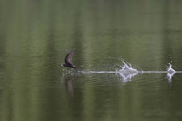 istock Common swift in high speed photographed drinking water in flight. 531926236