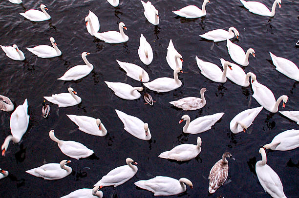 istock Gaggle of Swans in Water 531926392