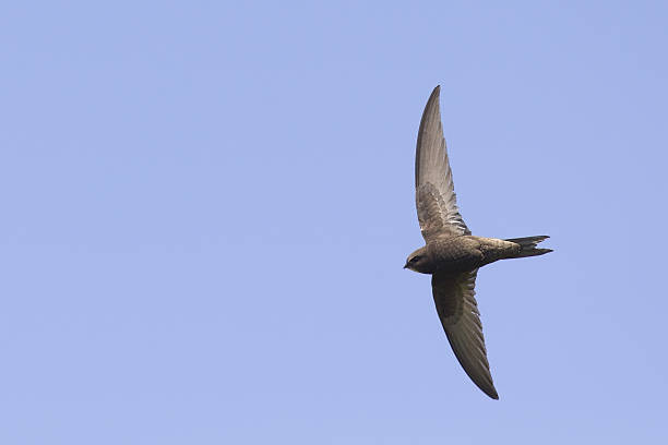 Common swift in high speed photographed on a blue sky.