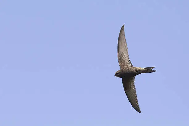Common swift in high speed photographed on a blue sky. Bird is flying on the right side towards the left with its wings streched out.