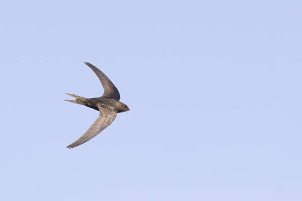 istock Common swift in high speed photographed on a blue sky. 531926450
