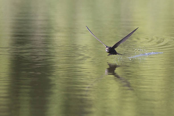 istock Common swift in high speed photographed drinking water in flight. 531926512