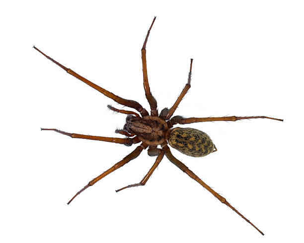 istock Black hairy House spider isolated on white 531926566