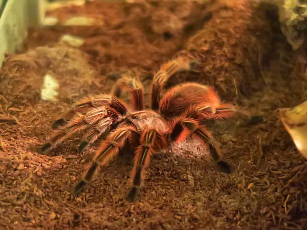 Photo of Chilean rose tarantula