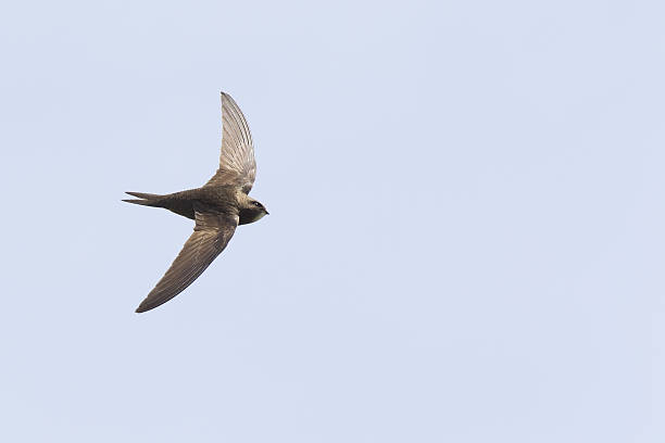 Common swift in high speed photographed on a blue sky.