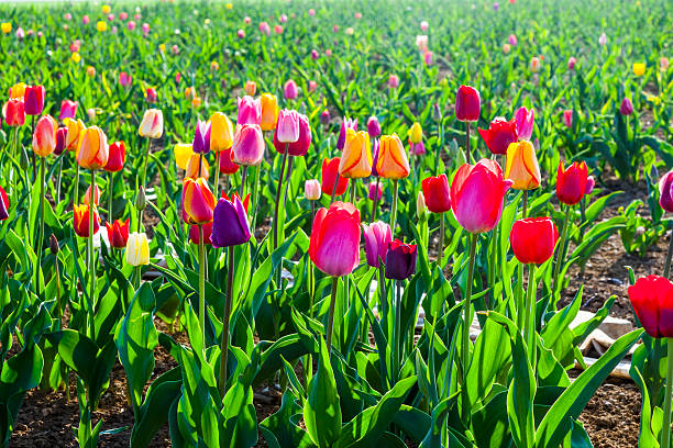 istock Spring field with blooming colorful tulips 531926771