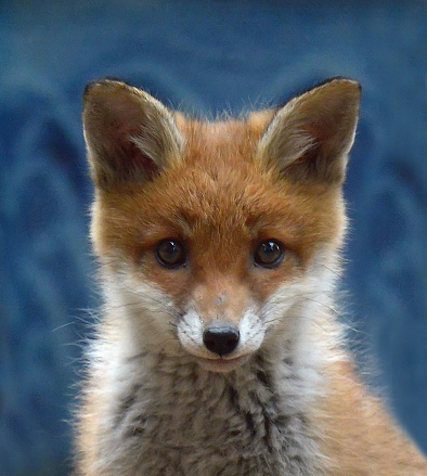 Fox cub - blue background is a flower pot