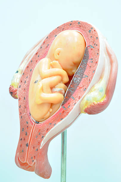 istock fetus in fifth month in breech presentation 531926863
