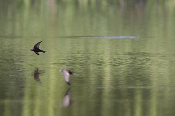 istock Common swift in high speed photographed drinking water in flight. 531926864