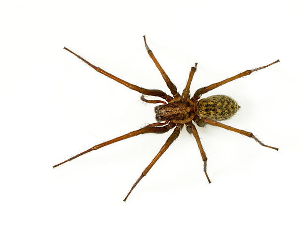 Scary funnel web spider Giant house spider (Tegenaria domesticus) on a white background tramp home stock pictures, royalty-free photos & images
