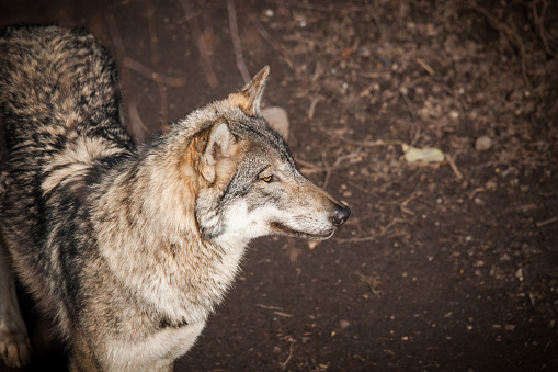 Three Eurasian wolves (Canis lupus lupus) resting on a meadow.