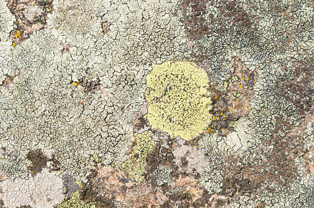 istock Lichens are symbiotic fungi and algae. 531927432