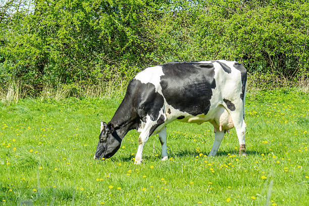 istock Holstein Friesian cow on green grass 531927476