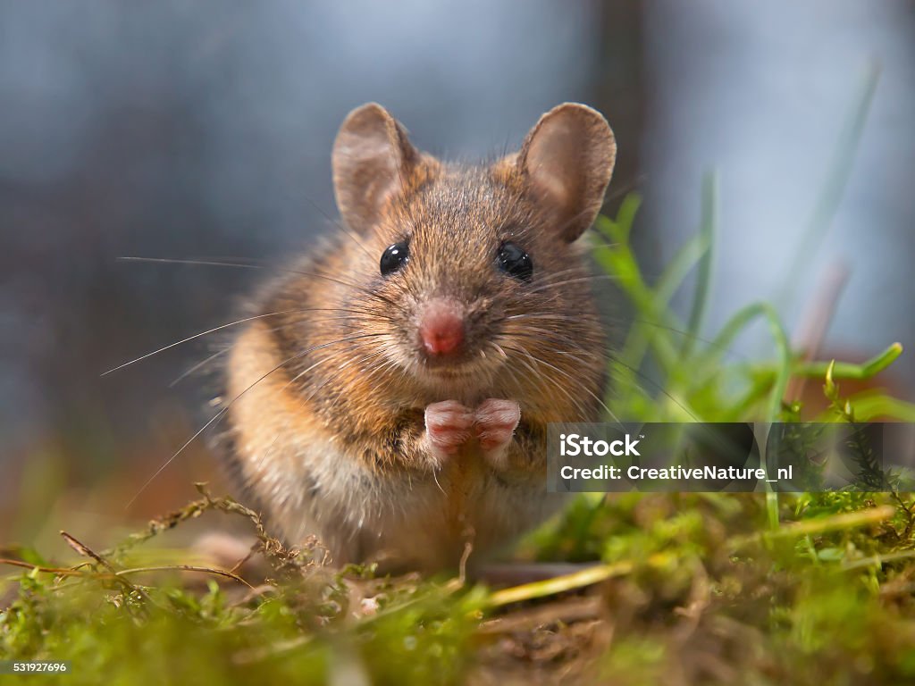 Wild mouse sitting on hind legs Cute wood mouse sitting on hind legs Mouse - Animal Stock Photo