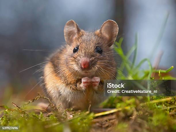 Wild Mouse Sitting On Hind Legs Stock Photo - Download Image Now - Mouse - Animal, Animal, Cute
