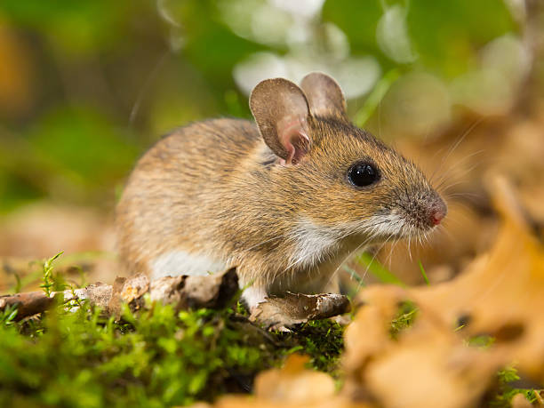 istock yellow necked mouse in habitat 531928026
