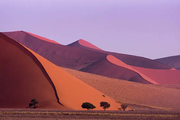 Sossusvlei sand dunes with trees to provide a sense of sale. Taken in landscape format.