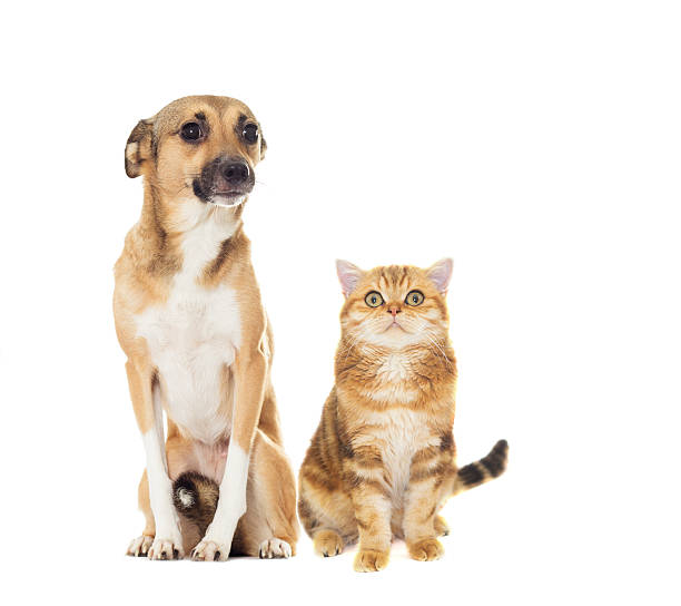 istock red dog and cat looks 531928522