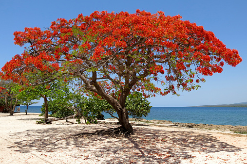 Royal Poinciana and the sea in Cuba