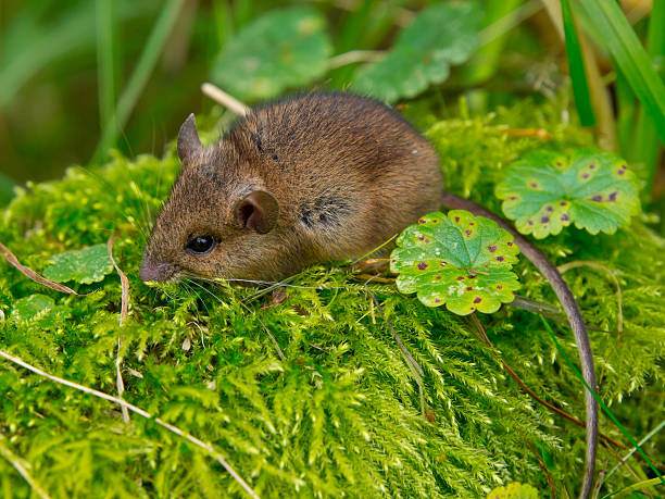 istock Wood mouse sitting in green moss 531928946
